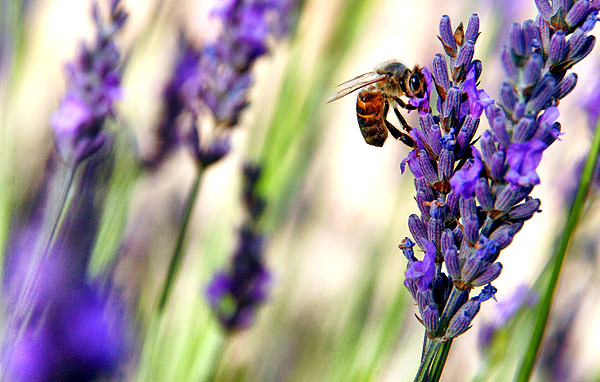 Provence lavender season image, France