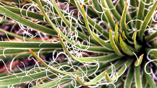 Yucca, American southwest photo tour in Utah and Arizona