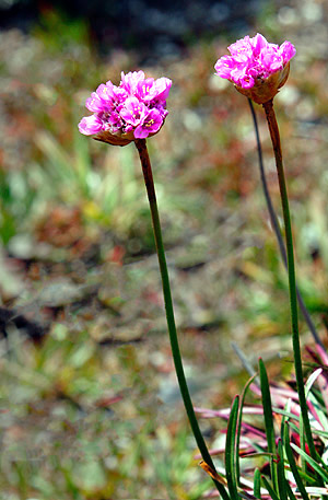 California's Mendocino Coast photography tour image