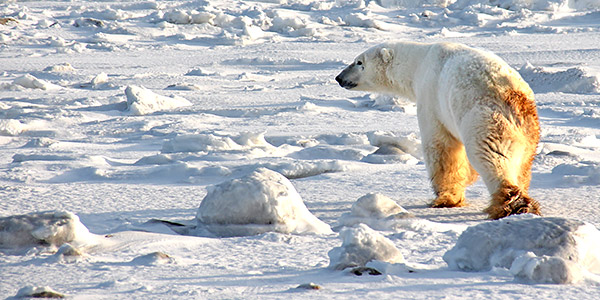 Polar Bear photo tour image near Churchill, Manitoba, Canada