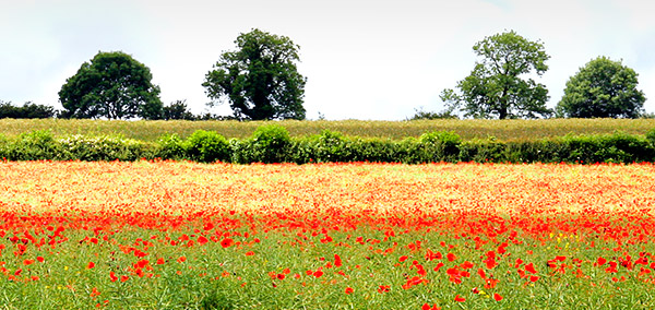 Photo library, stock image of England, UK