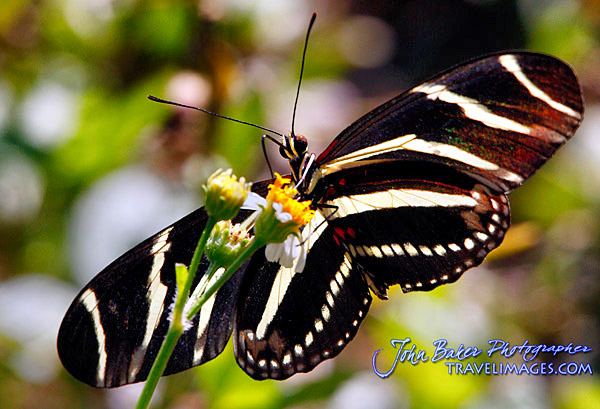 Photo tour images from a Florida wildlife tour