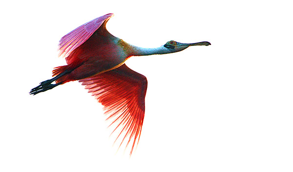 Photo tour images from a Florida wildlife tour