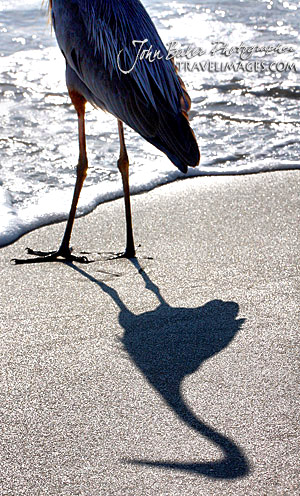 Photo tour images from a Florida wildlife tour