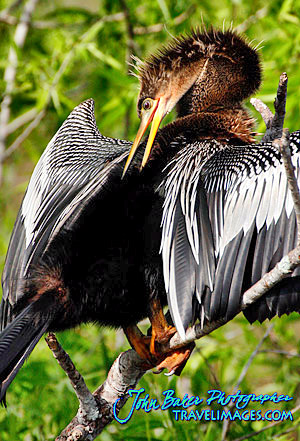 Photo tour images from a Florida wildlife tour