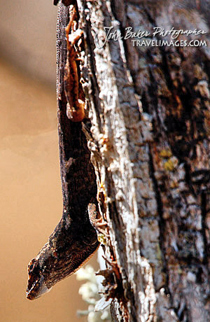 Photo tour images from a Florida wildlife tour