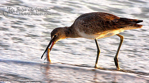 Photo tour images from a Florida wildlife tour