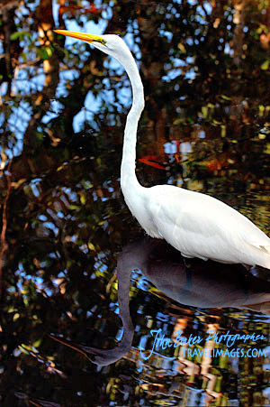 Photo tour images from a Florida wildlife tour