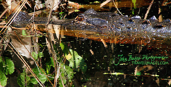 Photo tour images from a Florida wildlife tour
