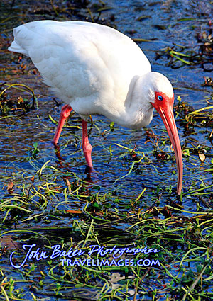 Photo tour images from a Florida wildlife tour