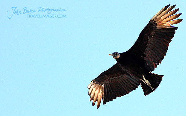 Photo tour images from a Florida wildlife tour