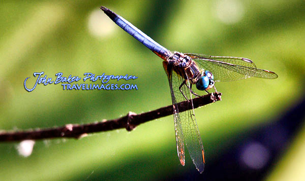 Photo tour images from a Florida wildlife tour