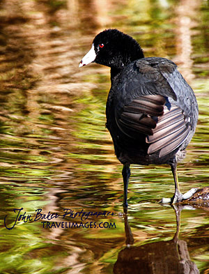 Photo tour images from a Florida wildlife tour