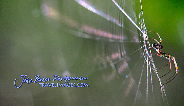 Photo tour images from a Florida wildlife tour