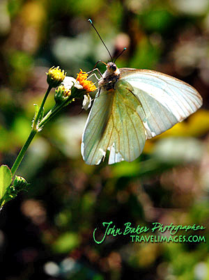 Photo tour images from a Florida wildlife tour
