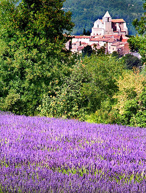 Provence lavender season image, France, on a photography tour