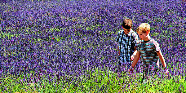 Provence lavender season image, France, on a photography tour