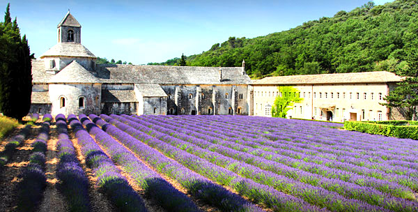 Provence lavender season image, France, on a photography tour
