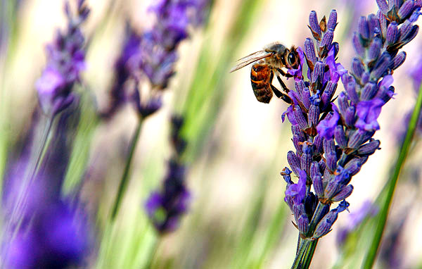 Provence lavender season image, France, on a photography tour