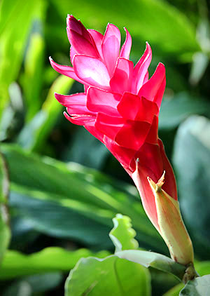 Hawaii's Big Island photo tour image