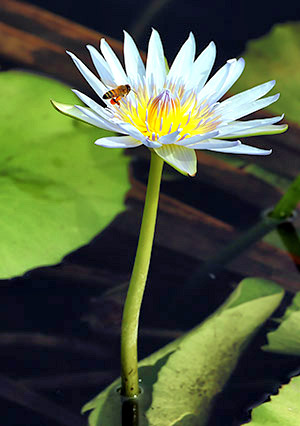Hawaii's Big Island photo tour image