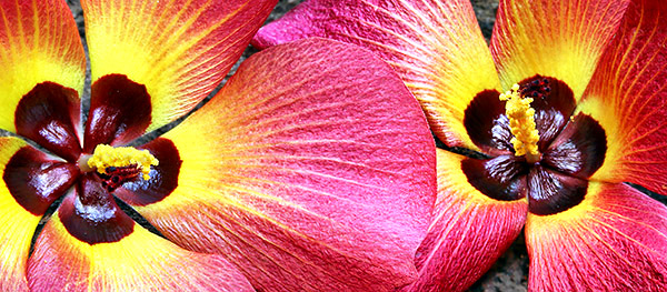 Hawaii's Big Island photo tour image
