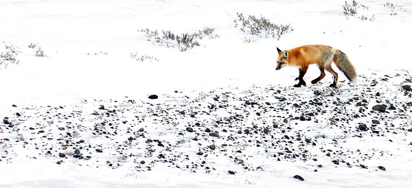 Ice and snow photos