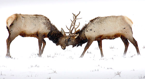 Ice and snow photos
