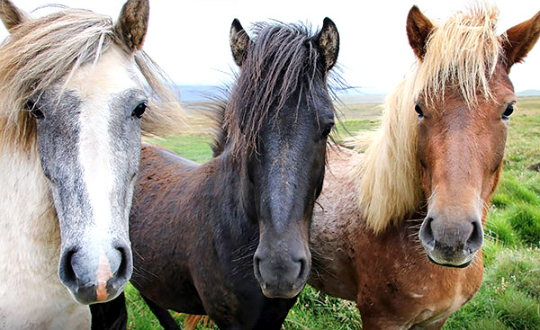 Iceland photo tour image