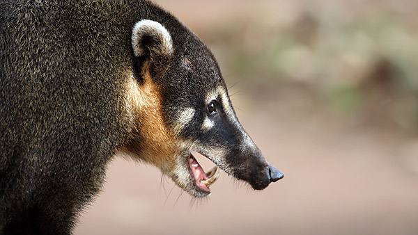 Photo tour image of the Iguazu Falls on the Argentina-Brazil border