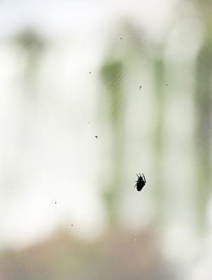 Photo tour image of the Iguazu Falls on the Argentina-Brazil border