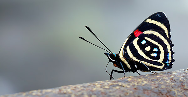 Photo tour image of the Iguazu Falls on the Argentina-Brazil border