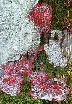 Photo tour image of the Iguazu Falls on the Argentina-Brazil border