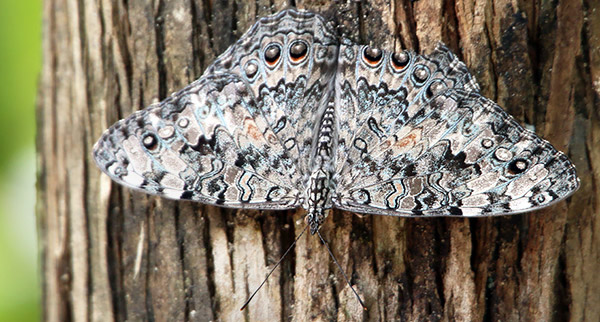 Photo tour image of the Iguazu Falls on the Argentina-Brazil border