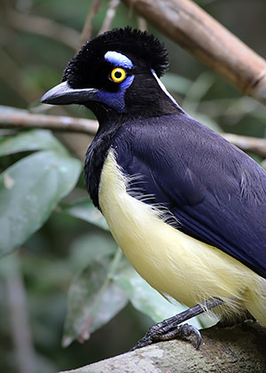 Photo tour image of the Iguazu Falls on the Argentina-Brazil border