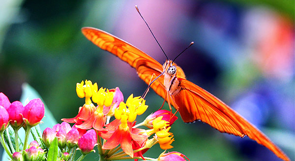 Insect image, photo