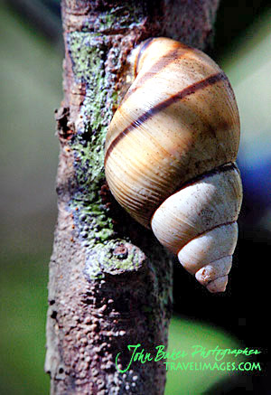 Gastropod image, photo