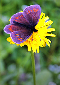Insect image, photo