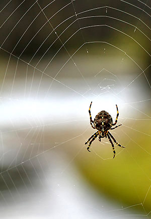 Insect image, photo