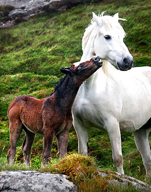 Photo of Ireland, the Emerald Isle