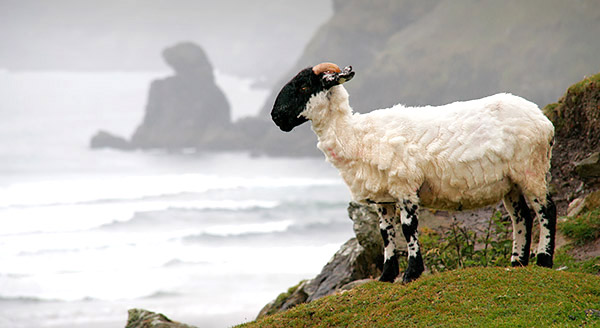 Photo of Ireland, the Emerald Isle