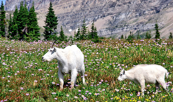 Photo library image from Glacier National Park in Montana