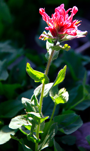 Photo library image from Glacier National Park in Montana