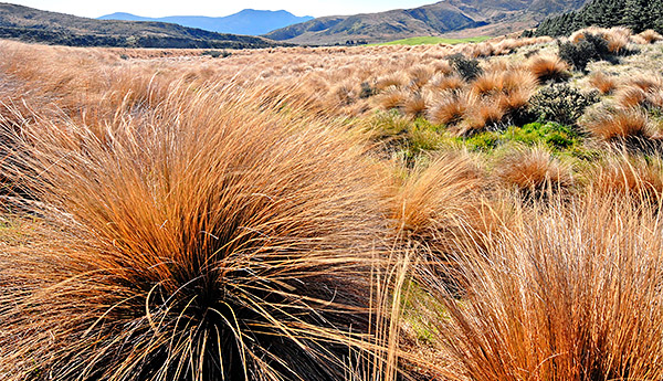 South Island, New Zealand photo tour image