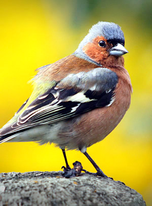 Chaffinch, South Island, New Zealand photo tour image