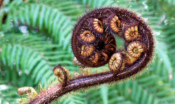 Fern frond, New Zealand photo tour image
