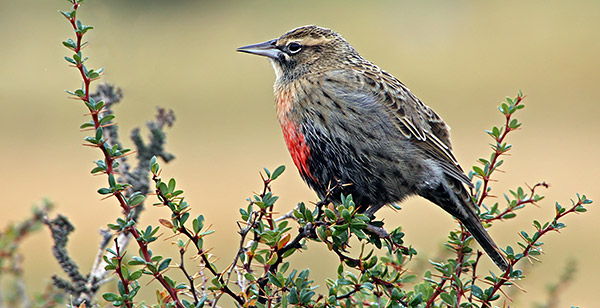 Patagonia photo tour image of a Long-Tailed Meadow Lark close-up in Torres del Paine National Park, Chile