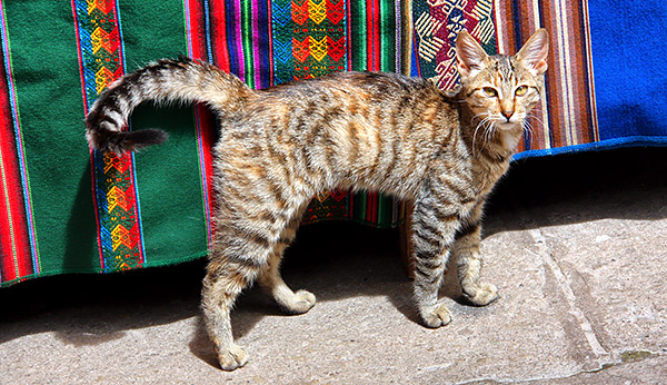 Photo tours to Machu Picchu and Cusco, Peru
