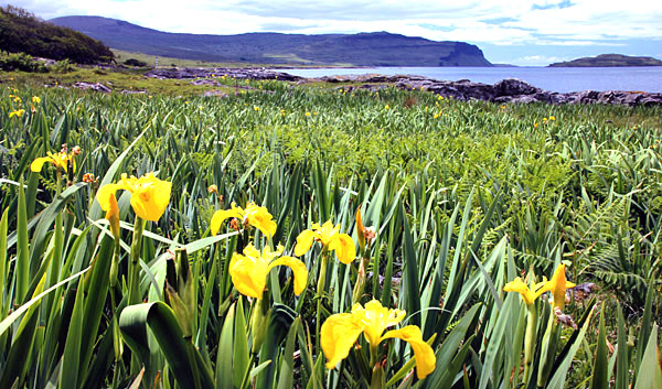 Isle of Mull, Scotland, UK