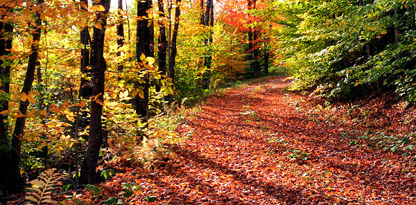 photo library image of trees and leaves